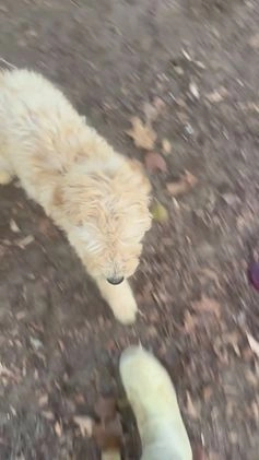 Goldendoodle dogs for sale: Goldendoodle Puppy 1 - Video 1