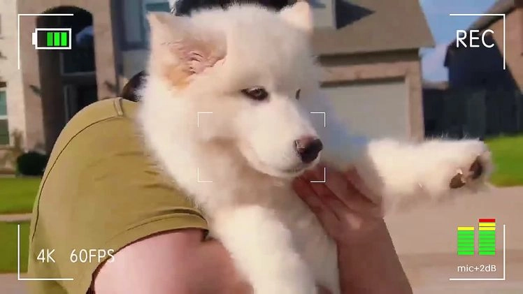 Alaskan Malamute dogs for sale: Fu Xingxing - Video 1