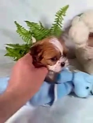 Shih Tzu dogs for sale: Carlos - Video 1