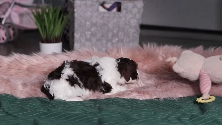 Miniature Poodle dogs for sale: Brianna - Video 2