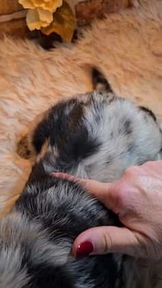 Mixed Breed dogs for sale: Atlas - Video 2