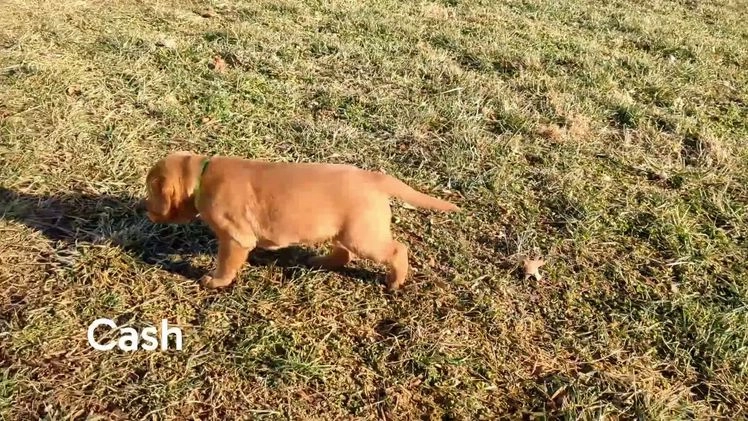Labrador Retriever dogs for sale: Cash - Video 1