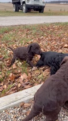 Goldendoodle dogs for sale: Marie - Video 2