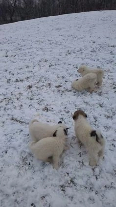 Great Pyrenees dogs for sale: Casper - Video 2