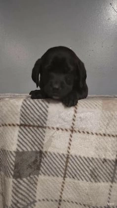 Labrador Retriever dogs for sale: Labrador Retriever Puppy 6 - Video 1