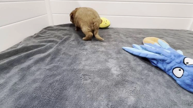 Mini Goldendoodle dogs for sale: Zeus Mini Goldendoodle - Video 1