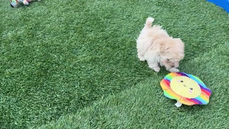 Maltipoo dogs for sale: Ozzy - Video 2