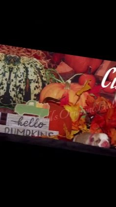 American Bully dogs for sale: Raven - Video 1