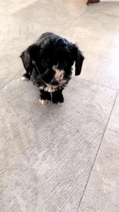Mini Bernedoodle dogs for sale: Vern - Video 1