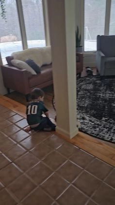 Miniature Poodle dogs for sale: Molly - Video 1