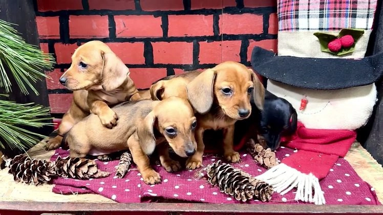Miniature Dachshund dogs for sale: Willow - Video 1