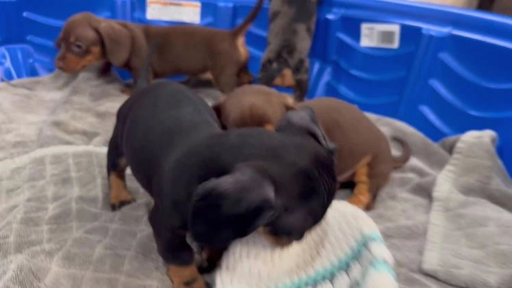 Miniature Dachshund dogs for sale: Bunny - Video 1