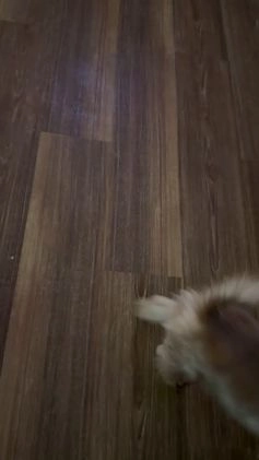 Morkie dogs for sale: Morkie Puppy 1 - Video 1