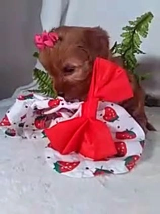 Cavapoo dogs for sale: Jewel - Video 1