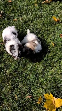 Havanese dogs for sale: Macy - Video 2