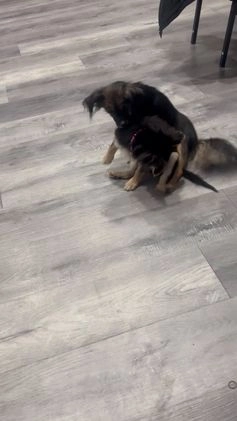 Mixed Breed dogs for sale: Mixed Breed Puppy 1 - Video 1