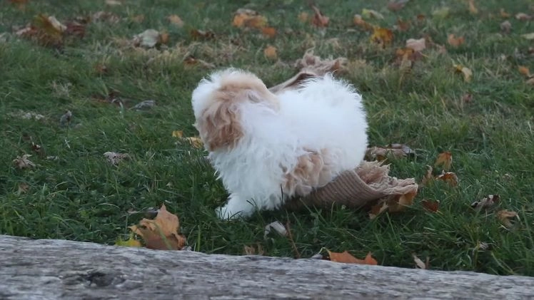 Shihpoo dogs for sale: Fargo - Video 1