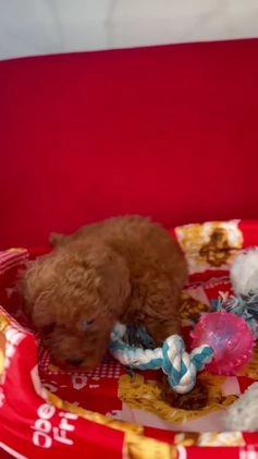 Toy Poodle dogs for sale: Dark Red Female Toy Poodle(Lucy) - Video 1