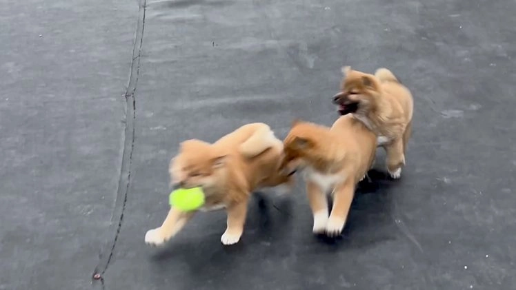 Shiba Inu dogs for sale: RYDER - Video 3