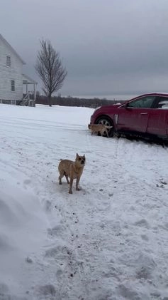 Australian Cattle Dog dogs for sale: Kayla - Video 3