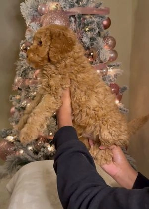Mini Goldendoodle dogs for sale: Logan - Video 1
