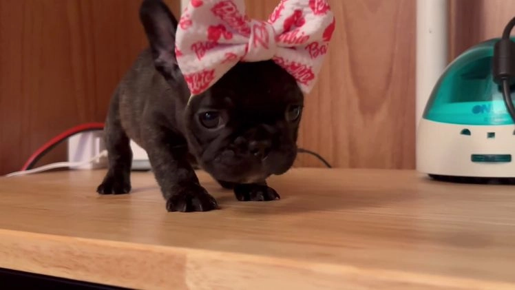 French Bulldog dogs for sale: French Bulldog Puppy 4 - Video 1