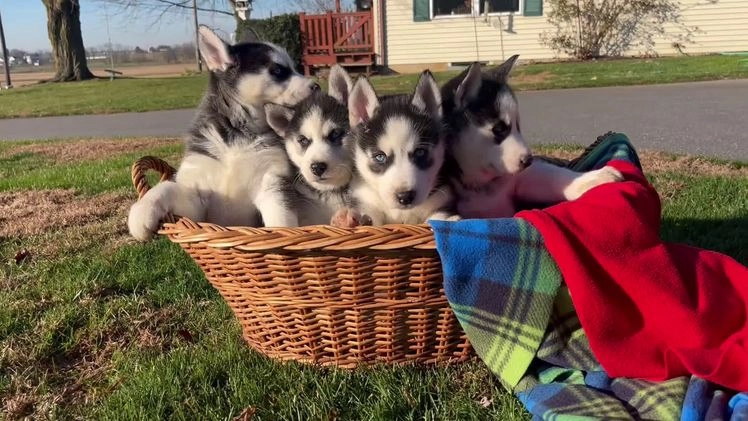 Siberian Husky dogs for sale: Luna🎄❤️ Gorgeous blue eyes call 717-925-6681 - Video 2