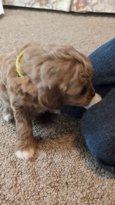 Mini Goldendoodle dogs for sale: Natasha - Video 1