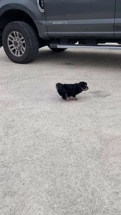 Cavapoo dogs for sale: Lily - Video 1