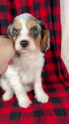 Cavapoo dogs for sale: Nala - Video 1