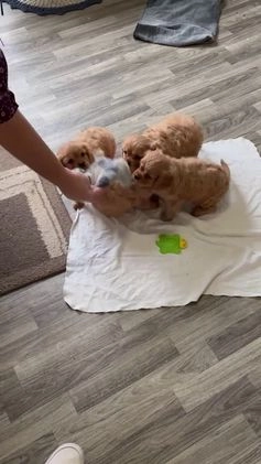 Cavalier King Charles Spaniel dogs for sale: Shannon - Video 1