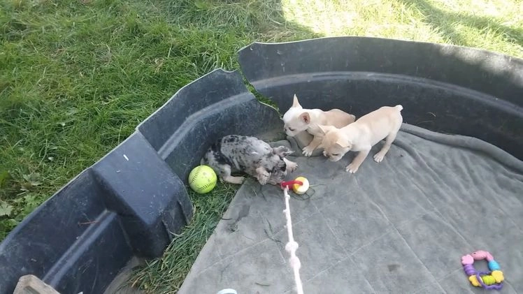 French Bulldog dogs for sale: Ean - Video 1