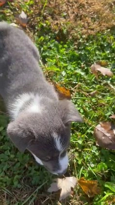 Welsh Corgi Pembroke dogs for sale: Welsh Corgi Pembroke Puppy 3 - Video 1