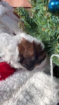 Saint Berdoodles dogs for sale: Bella - Video 2