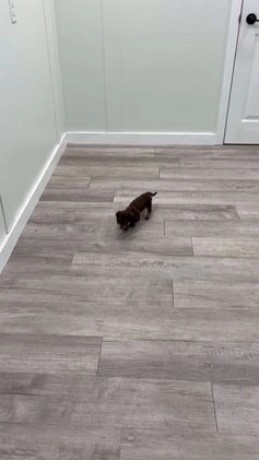 Miniature Dachshund dogs for sale: Snickers - Video 2