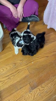 Shih Tzu dogs for sale: Jillian - Video 1