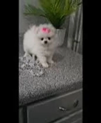 Pomeranian dogs for sale: Sugar Plum - Video 1