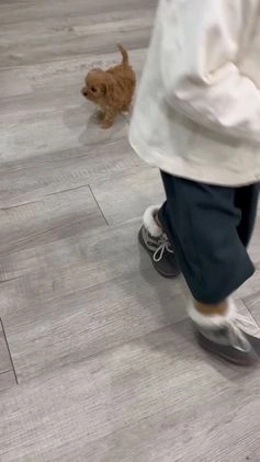 Cavapoo dogs for sale: Piper - Video 1