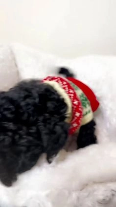 Maltipoo dogs for sale: Rover  - Video 2