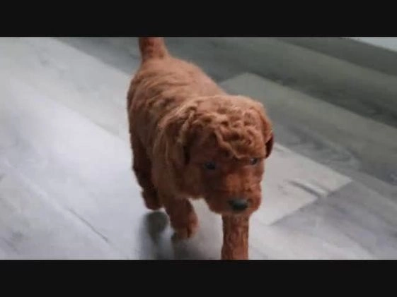 Mini Goldendoodle dogs for sale: MaJasmin - Video 1