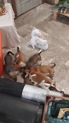 Jug dogs for sale: Avery - Video 1