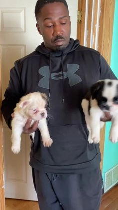 French Bulldog dogs for sale: Sage  - Video 1