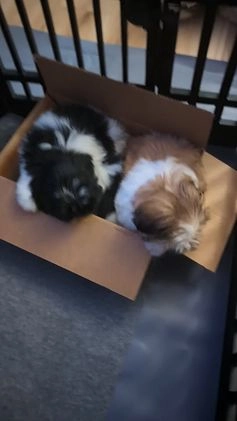Shih Tzu dogs for sale: Shih Tzu Puppy 3 - Video 1