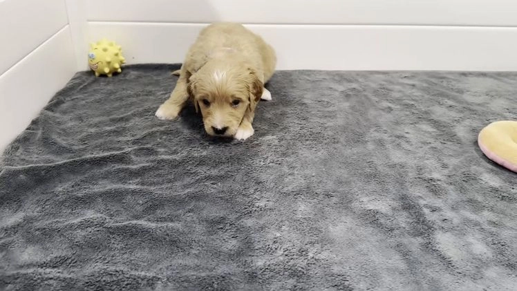 Mini Goldendoodle dogs for sale: Loki F one - Video 1