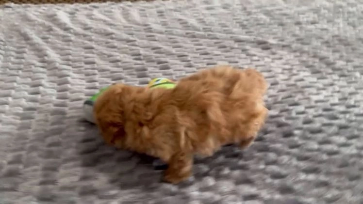 Maltipoo dogs for sale: Riley - Video 1