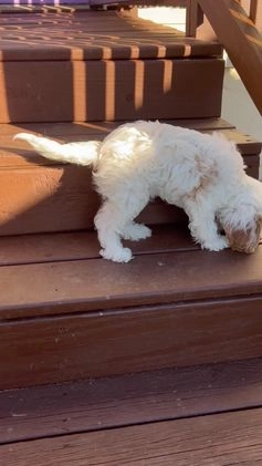 Cavapoo dogs for sale: Cavapoo Puppy 1 - Video 1