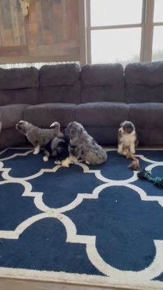 Bernedoodle dogs for sale: Ms. Scarlett - Video 1