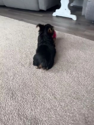 Yorkshire Terrier dogs for sale: Willow - Video 1