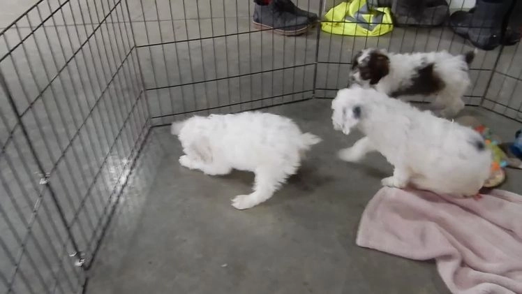 Cockapoo dogs for sale: Frosty - Video 2
