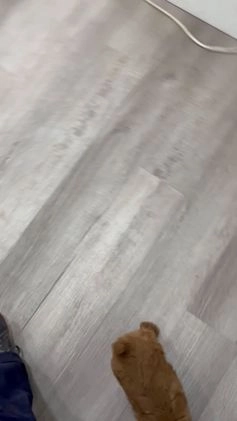 Miniature Poodle dogs for sale: Copper - Video 2